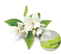 Tagar (Valeriana Wallichii) 